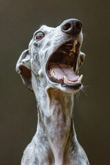 Poster - A close up of a dog with its mouth open showing its teeth