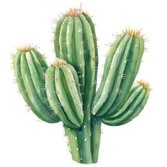 Sticker - Watercolor cactus clipart design illustration on white background 