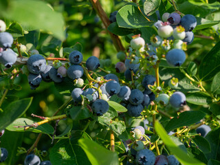 Wall Mural - Closeup of Duke variety blueberry bushes loaded with large ripe blueberries on a u-pick farm on a sunny summer day, nutritious organic fruit, part of heathy lifestyle and diet