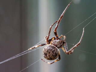 arachnid spider arachnophobia argiope web