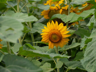 Wall Mural - Sunflowers in a field of agriculture at sunset. Sunflower landscape flower concept. Field of sunflowers and flowers. Aerial view of fields of sunflowers and flowers in agriculture lifestyle at sunset.