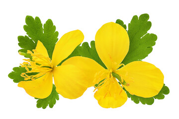 Poster - Celandine flower isolated on white background