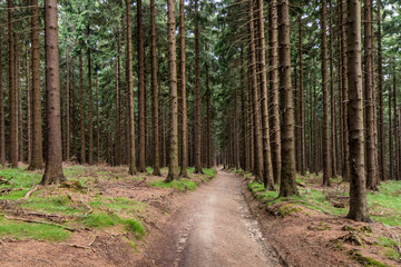 Sticker - Forest path in Beskydy mountains, Czech Republic