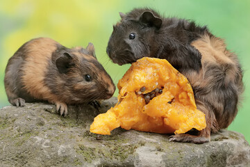 Two adult guinea pigs are eating a ripe papaya fruit that has fallen to the ground. This rodent mammal has the scientific name Cavia porcellus.