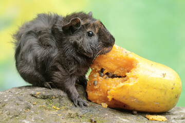 
An adult mother guinea pig eating a ripe papaya fruit that fell to the ground. This rodent mammal has the scientific name Cavia porcellus.