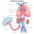 © Oleksandr Pokusai - fetal circulation system, blood flow from the placenta through the umbilical cord to heart and other organs diagram hand drawn schematic vector illustration. Medical science educational illustration
