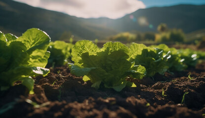 A farmer's field of salads.