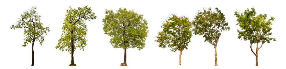 Aufkleber - Collection of green trees isolated on transparent background. for easy selection of designs.