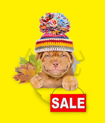 Poster - Smiling puppy wearing warm knitted hat with pompon holds dry leaves and shows signboard with labeled 