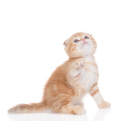 Poster - Playful tabby ginger kitten looking up. isolated on white background
