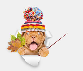 Poster - Happy puppy wearing warm hat holds dry leaves, looks through the hole in white paper and points away on empty space
