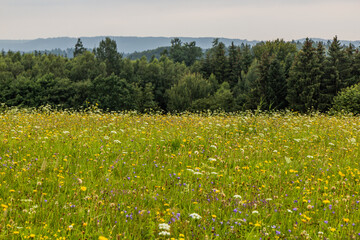 Sticker - Flowering meadow near Letohrad, Czech Republic