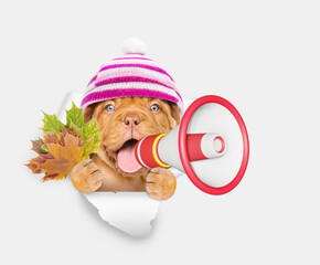 Poster - Happy puppy wearing warm hat holds dry leaves and looks through the hole in white paper and barking into the megaphone