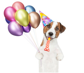 Poster - Happy jack russell terrier puppy wearing party cap holds balloons and blows in party horn. isolated on white background