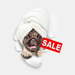 Aufkleber - Cute Pug puppy with towel on it head looking through a hole in white paper and showing signboard with labeled 