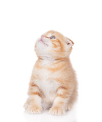 Poster - Ginger tabby tiny kitten sits in side view and looks away and up. isolated on white background