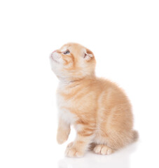 Poster - Ginger tabby tiny kitten sits in side view and looks away and up. isolated on white background