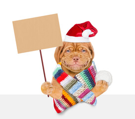 Poster - Smiling mastiff puppy wearing knitted and scarf and red santa hat holds snowball above empty white banner and shows blank placard. Isolated on white background