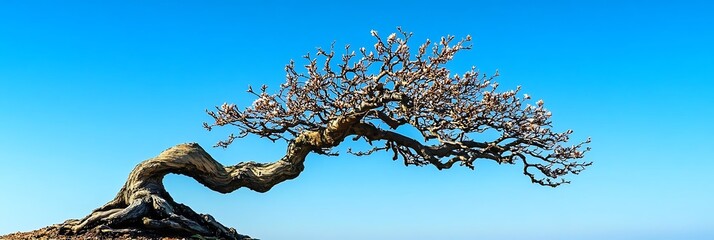 Wall Mural - Twisted Tree Branch Against Blue Sky Photo