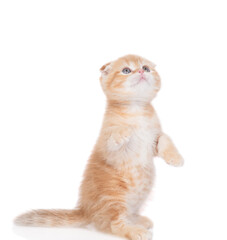 Poster - Cute playful tabby ginger kitten stands on hind legs and looks away and up on empty space. isolated on white background