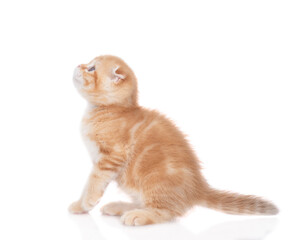 Wall Mural - Ginger tabby tiny kitten sits in side view and looks away and up. isolated on white background