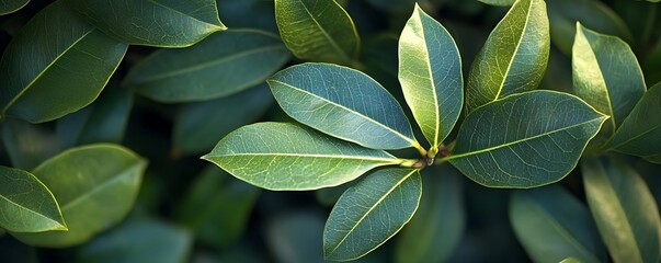 Wall Mural - Green Leaves Close Up Photo