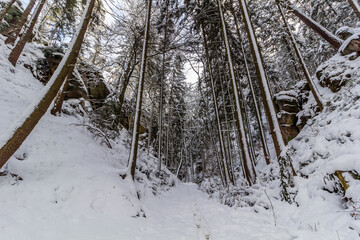 Wall Mural - Winter snow covered view of a valley in Prachovske skaly rocks in Cesky raj (Czech Paradise) region, Czech Republic