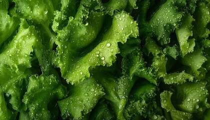 Lettuce green closeup leaves and red tomato pattern vegetable agriculture background