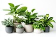 © Boinah - A collection of various indoor plants in stylish pots on a white background.