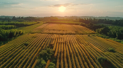 Leinwandbilder - Aerial views of eco-friendly farming techniques and their impact on the landscape. Generative AI.