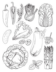 Vector sketch food. Vegetables and herbs. Zucchini, cabbage, lettuce, fennel, asparagus