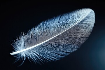 A Single White Feather Against a Dark Background