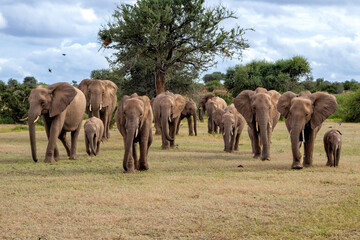 Sticker - Elephant herd walking in the green season in Mashatu Game Reserve in the Tuli Block in Botswana.