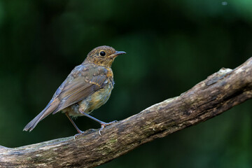 Wall Mural - juvenile european robin (erithacus rubecula) sitting on a branch in the forest of the netherlands. d