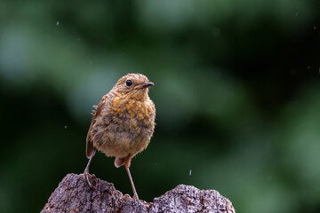 Wall Mural - juvenile european robin (erithacus rubecula) sitting on a branch in the forest of the netherlands. d