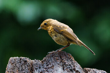 Wall Mural - juvenile european robin (erithacus rubecula) sitting on a branch in the forest of the netherlands. d