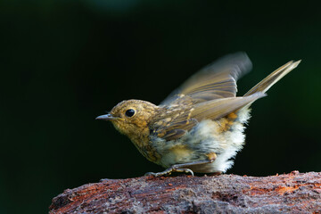 Poster - Juvenile European Robin (Erithacus rubecula) sitting on a branch in the  forest of the Netherlands. Dark background.