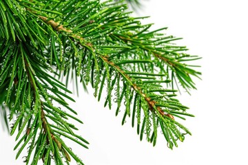 Poster - Close-up shot of a pine tree branch with water droplets glistening on the needles