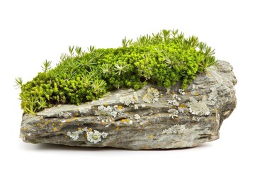 Poster - Close-up shot of a rock covered in lush green moss