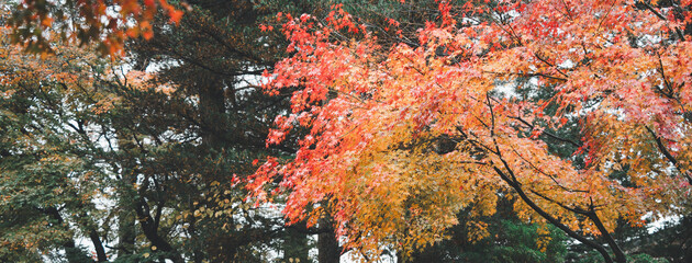 Wall Mural - beautiful maple leaves on the tree in autumn season.