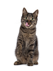 Poster - Classic tabby house cat, sitting up facing front with pink tongue licking nose. Looking towards camera. Isolated on a white background.
