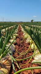 Poster - A field of onions is covered with plastic bags