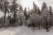© Matyas Rehak - View of winter snowy forest in the Czech Republic