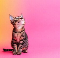 Curious tabby cat looking upward up awaiting anticipating a treat clean empty background with copy space