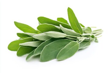 Wall Mural - A bunch of fresh sage leaves, commonly used in cooking and herbal remedies.