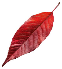 Poster - PNG  Vibrant red leaf on white