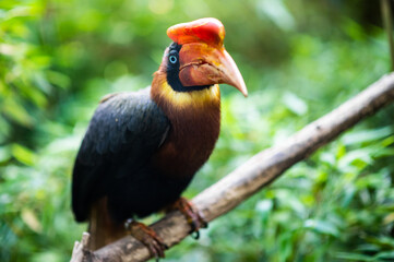 Rhinoceros hornbill bird perching on branch in jungle