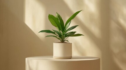 Sticker - Indoor Potted Plant in Sunlit Minimalist Setting