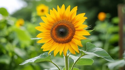 Wall Mural - Sunflower in Bloom