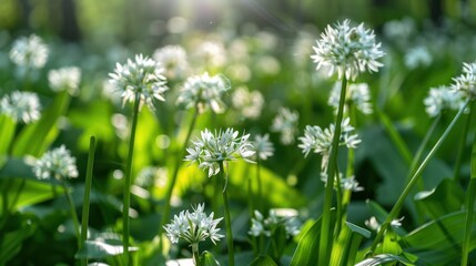 Sticker - Wild Garlic Blooms in the Sunlight